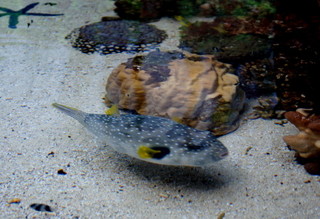 ヌメアのヴァカンス その3 ニューカレドニア・ラグーン水族館